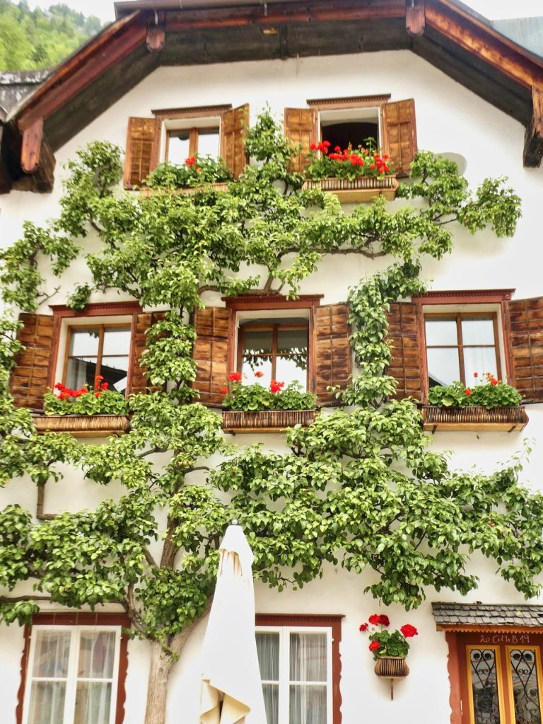 espalier, facade, building